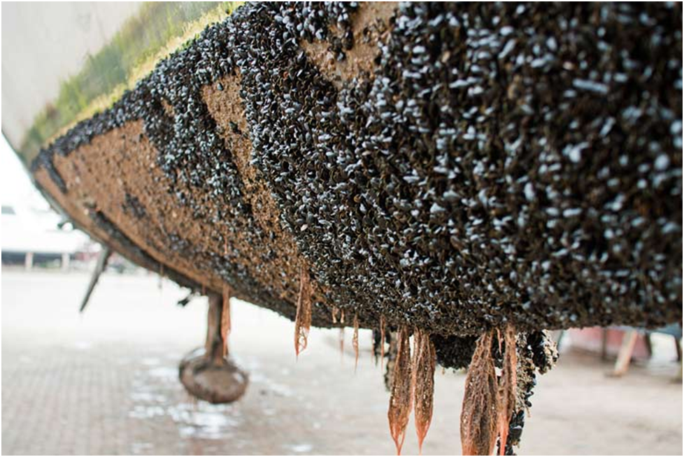 The fouling in boats - animals and algae